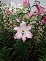 [5200 Livingston VH No02.JPG]